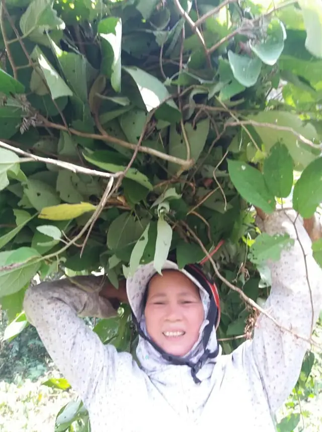 Sơ chế lá thuốc
