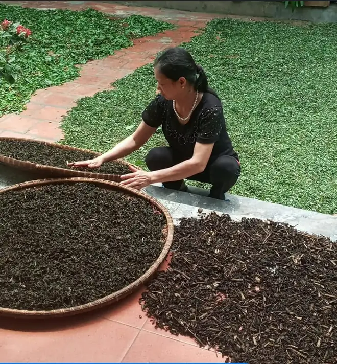 Sơ chế lá thuốc