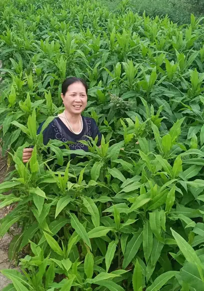 Sơ chế lá thuốc
