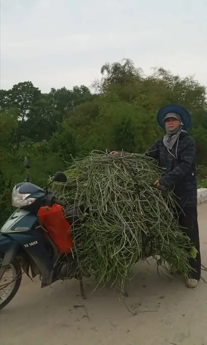 Sơ chế lá thuốc