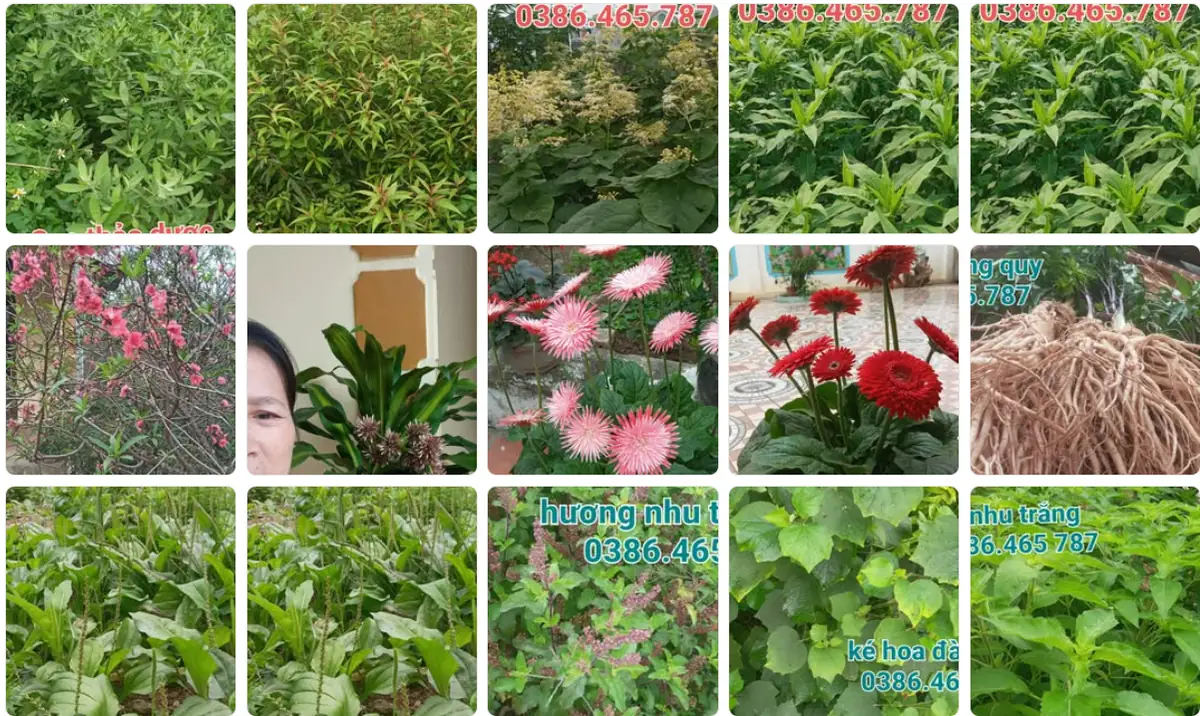 Nấu cao thảo dược thủ công