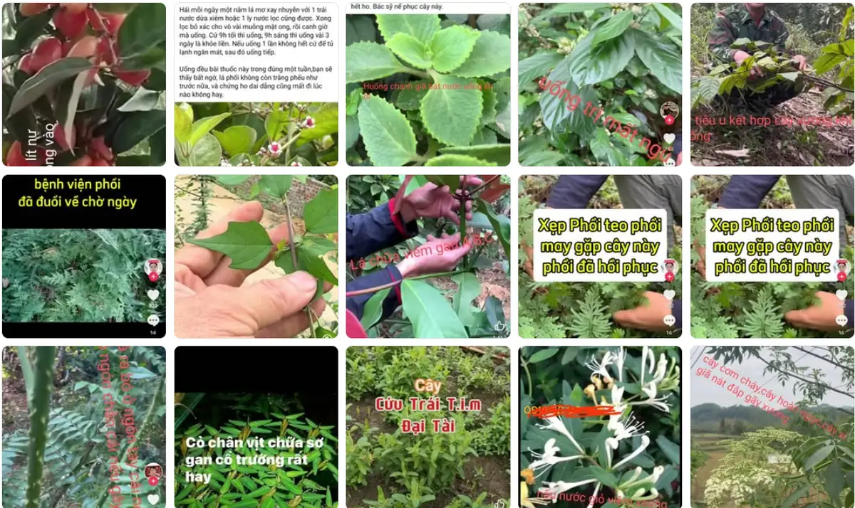 Nấu cao thảo dược thủ công