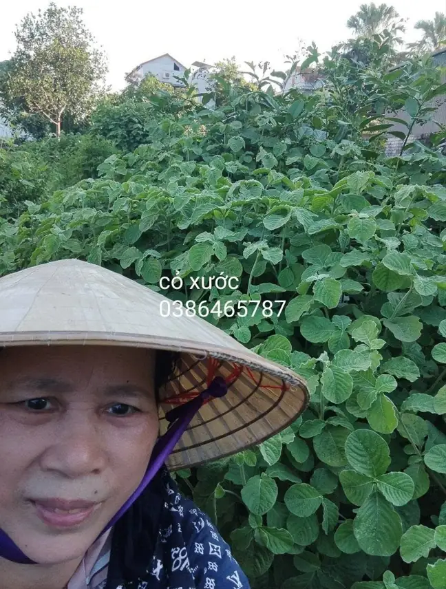 Nấu cao thảo dược thủ công