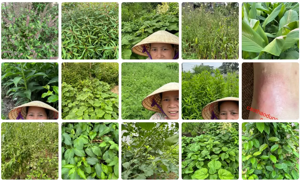 Nấu cao thảo dược thủ công
